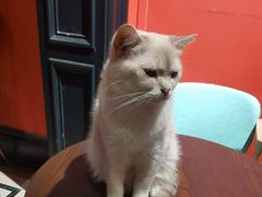 -猫色咖啡·猫咖