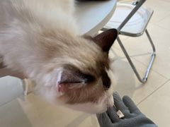 -怪兽屋·羊驼·猫咖·狗咖(俊华广场店)