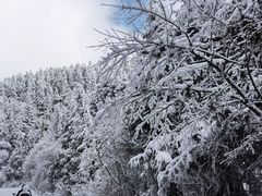 -武陵山森林公园