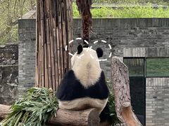 -都江堰中华大熊猫苑