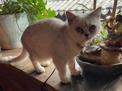 -普洱茶府(博乐广场店)