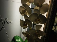 -Dragonfly悠庭·按摩Spa(浦东嘉里城店)