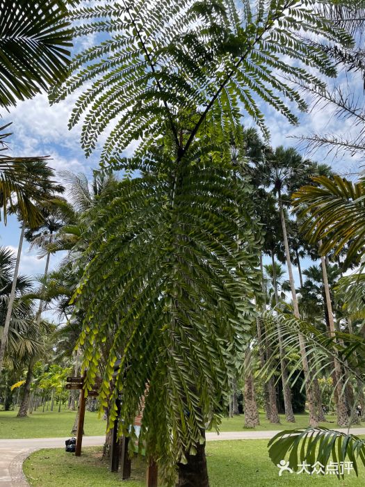 中国科学院西双版纳热带植物园图片