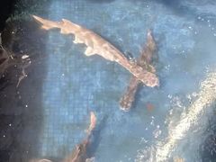 -鸿渡渔庄·特色鸭咀鱼