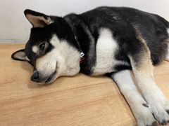 -是阿柴呀！柴犬咖啡·爱喵喵猫咖