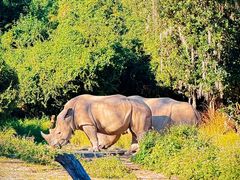 -奥兰多迪士尼动物王国乐园