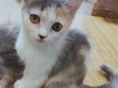 -啵啵喵·猫咖(攀华国际店)