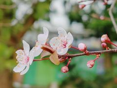 -贵州省植物园