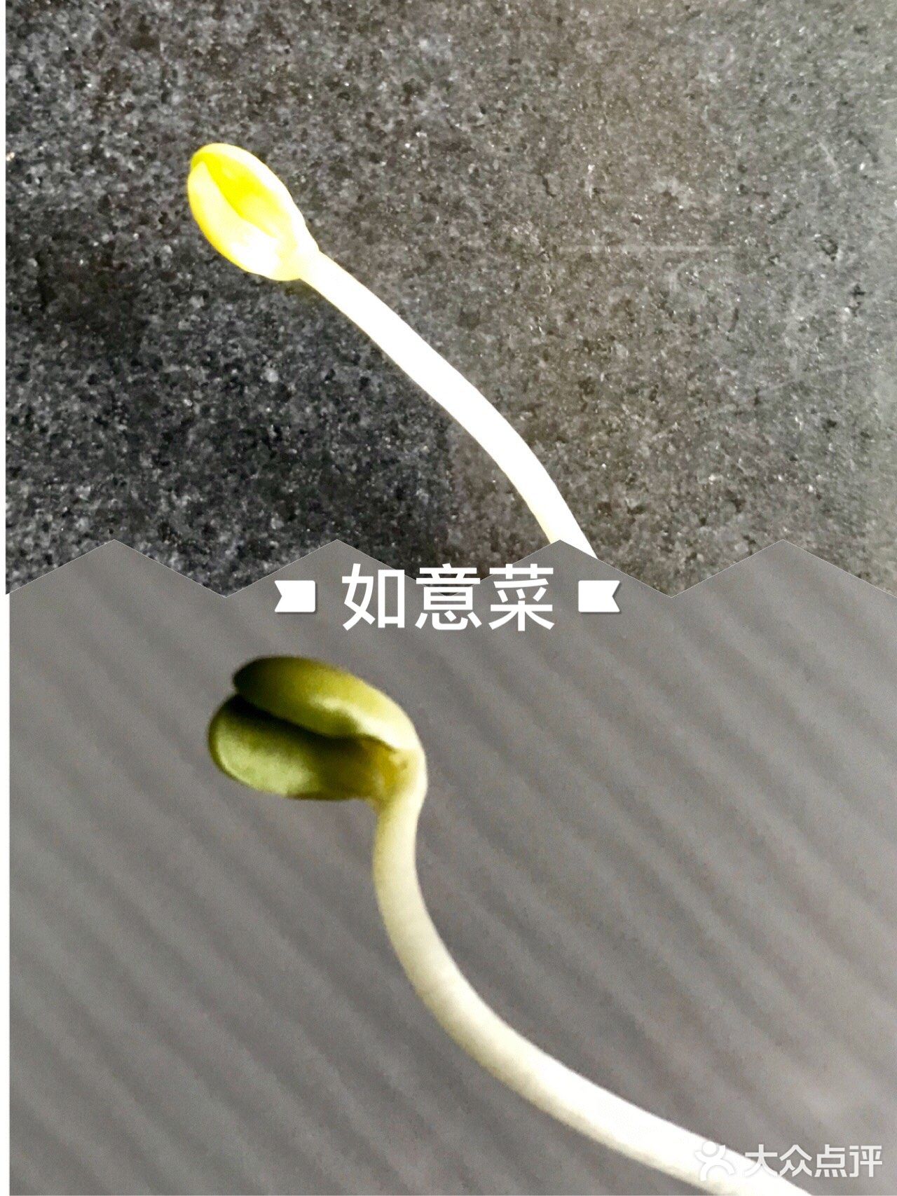 最近貌似有点和豆芽菜“杠”上了