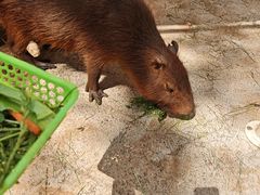 -昆明动物园