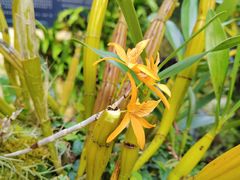 -深圳仙湖植物园