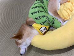 -逗柴咖啡屋·狗咖猫咖宠物桌游