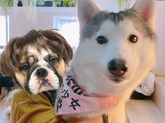 -Husky Go! 哈士奇体验馆·宠物咖啡厅狗咖
