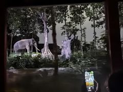 -夜间野生动物园