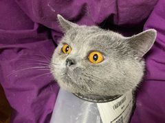 -美联众合宠物医院·爱萌分院·内外科·猫科中心