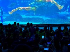 -海合安成都极地海洋公园