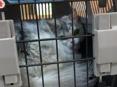 -艾贝尔宠物医院·24H转诊中心·肿瘤猫专科(江宁双龙店)
