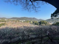 -香雪海