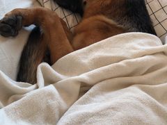 -翊宠yipet猫狗购宠庄园犬舍•猫舍