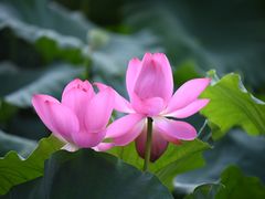 -北山街历史文化街区