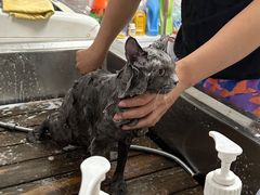 -喵百万·布偶·蓝金金渐层英短·猫舍(百子湾店)