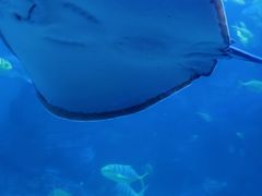 -左海海底世界