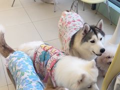 -怪兽屋·羊驼·猫咖·狗咖(俊华广场店)