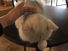 -共舞时光猫咖·狗咖(新街口店)