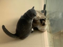 -猫在这儿猫咪咖啡馆·撸猫馆