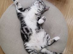 -猫和宫(六道口店)