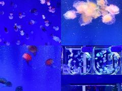 -海合安青岛极地海洋公园