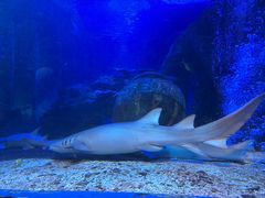 -太平洋海底世界