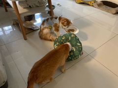 -凯特喵百思猫专科医院
