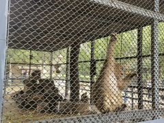 -长白岛森林公园