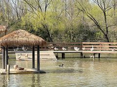 -溱湖国家湿地公园