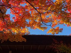 -常寂光寺