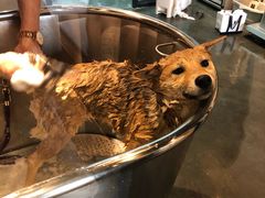 -PETKIT 小佩宠物·低压洗护·美容·寄养(安远店)