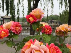 -莲花池公园