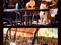 -柴犬高等学院·狗咖·柴犬售卖·宠物训练