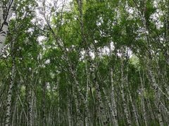 -乌兰布统草原