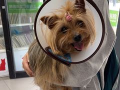 -爱侣宠医·鹦鹉专科·小型哺乳类·异宠专科(灵石路店)