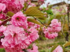 -天津东丽湖风景区