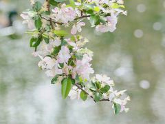 -海棠花溪(元大都城垣遗址公园)