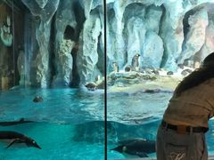 -帝企鹅自助餐厅•儿童岛•真企鹅(长隆企鹅酒店)