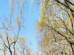 -柳浪闻莺公园