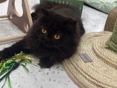 -喵园·猫主题咖啡厅·撸猫·猫咖(国贸店)