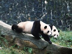 -都江堰中华大熊猫苑