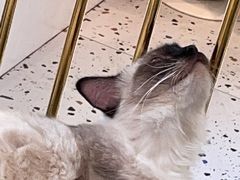-喵喵咪呀布偶猫咖(春熙路店)