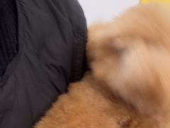 -圣宠动物医院·犬猫专科·影像中心·外科中心