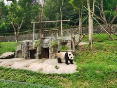 -都江堰中华大熊猫苑